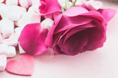 Pembe arka planda marşmelovlu gül çiçeği ve taç yaprakları..