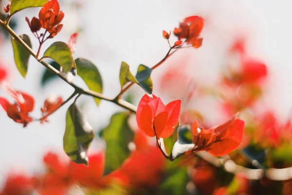 Spring flowers in Nepal — Stock Photo, Image