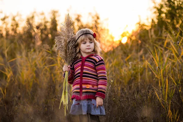Little girl in field with sunset — Stock Photo, Image
