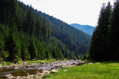 Ormandaki dağ nehri