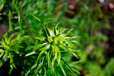 Arka plan bulanık mavi çiçekler