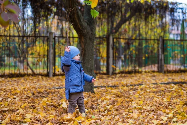 Küçük çocuk çocuk 1 yaşında düşen yapraklar üzerinde yürüyor