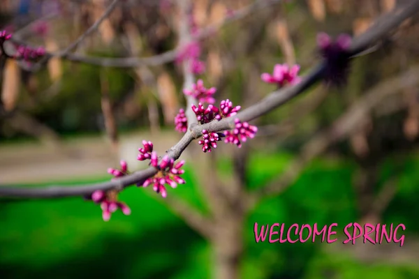 Willkommen Frühling Botschaft Mit Schöner Natur Szene Rosa Blühender Baum — Stockfoto