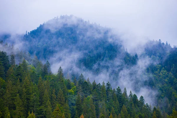 Hämmästyttävä Näkymä Metsävuorille Höyryssä Synkkä Vuoristomaisema — kuvapankkivalokuva