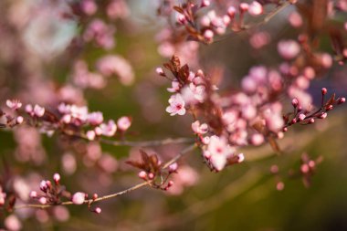 Taze, pembe, yumuşak bahar kiraz ağacı pembe bokeh arka planda çiçek açar..