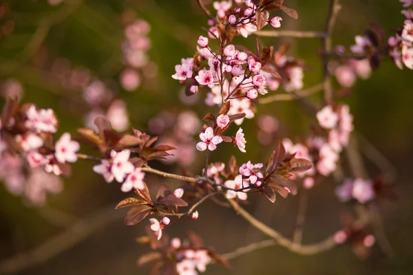 Spring background. Fresh, pink, soft spring cherry tree blossoms on pink bokeh background.