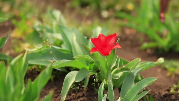 Beautiful Red Tuiips Flowers Hit Wind Spring Time Blurred Background — Stock Video