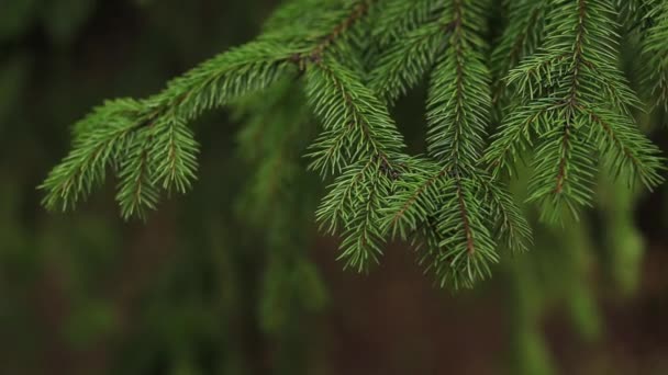 Zblízka Krásné Smrkové Větev Zelené Barvy Zelené Pozadí Přírody Zachraňte — Stock video