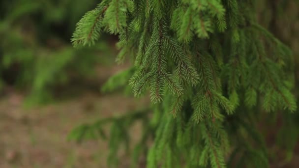 美しいトウヒの枝の緑の色を閉じます 緑の自然背景 地球の自然を守る — ストック動画