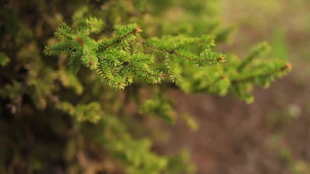 美しいトウヒの枝の緑の色を閉じます 緑の自然背景 地球の自然を守る — ストック動画