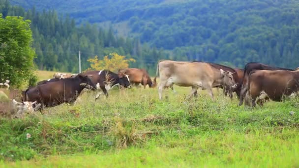 曇りの日を背景に森のある山の牧草地で牛の放牧の群れ — ストック動画