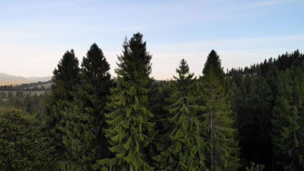 Luchtfoto Drone Uitzicht Sparren Dennenbos Prachtige Bergen Geen Mensen Reisconcept — Stockvideo