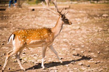 Tatlı benekli geyik, Cervidae familyasına ait geveze bir memelidir. Yaz ormanında Fallow geyiği