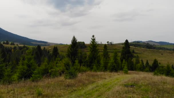 Luchtfoto drone uitzicht op sparren en dennenbos in prachtige bergen. Reisconcept. Genieten van de natuur — Stockvideo