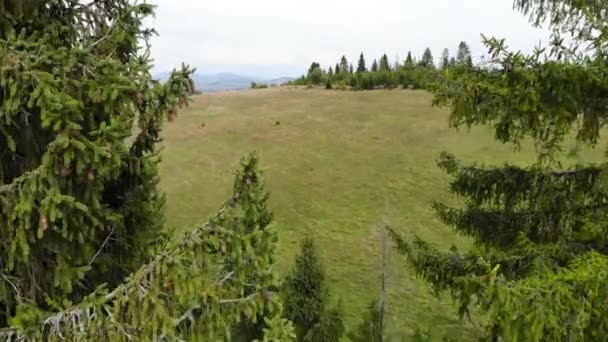 Luchtfoto drone uitzicht op sparren en dennenbos in prachtige bergen. Reisconcept. Genieten van de natuur — Stockvideo