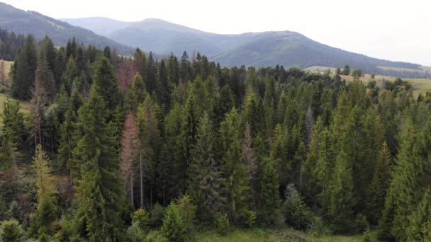 Drone-Ansicht von Fichten- und Kiefernwäldern in wunderschönen Bergen aus der Luft. Reisekonzept. Die Natur genießen — Stockvideo