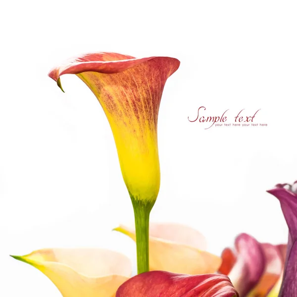 Kwiat lilii Calla. — Zdjęcie stockowe