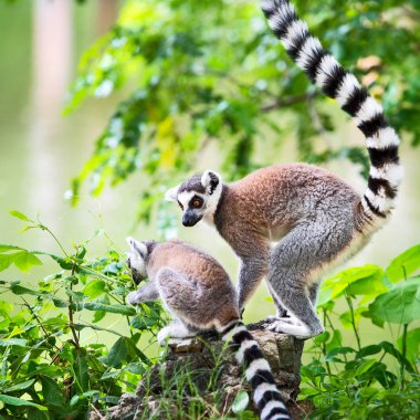 Lemur catta hayvanat bahçesinde.