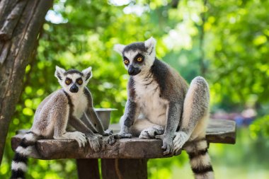 Hayvanat bahçesindeki lemur..