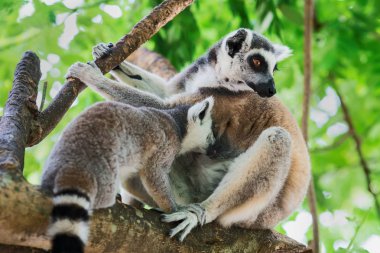 Lemur catta hayvanat bahçesinde.