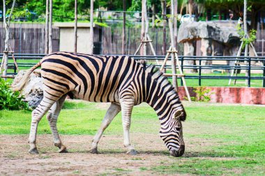 Zebra hayvanat bahçesinde.