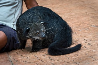 Binturong Hayvanat Bahçesi.