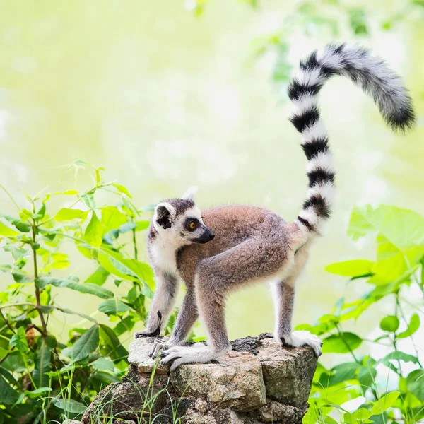 Lemurenkatze im Zoo. — Stockfoto