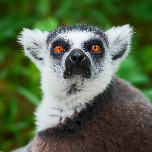 Lemurenkatze im Zoo. — Stockfoto