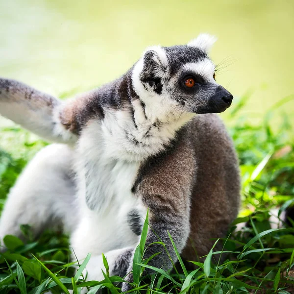 Lemur catta v zoo. — Stock fotografie