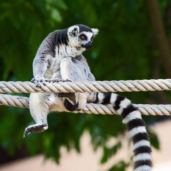 Lemurenkatze im Zoo. — Stockfoto