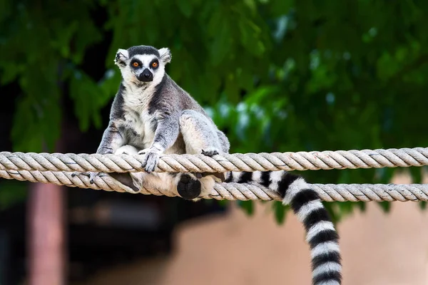 Lemurenkatze im Zoo. — Stockfoto