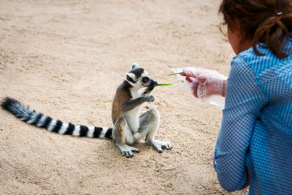 Lemur catta cattalemur w zoo. — Zdjęcie stockowe