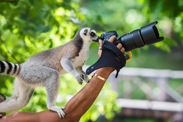 Lêmure catta no zoológico. — Fotografia de Stock