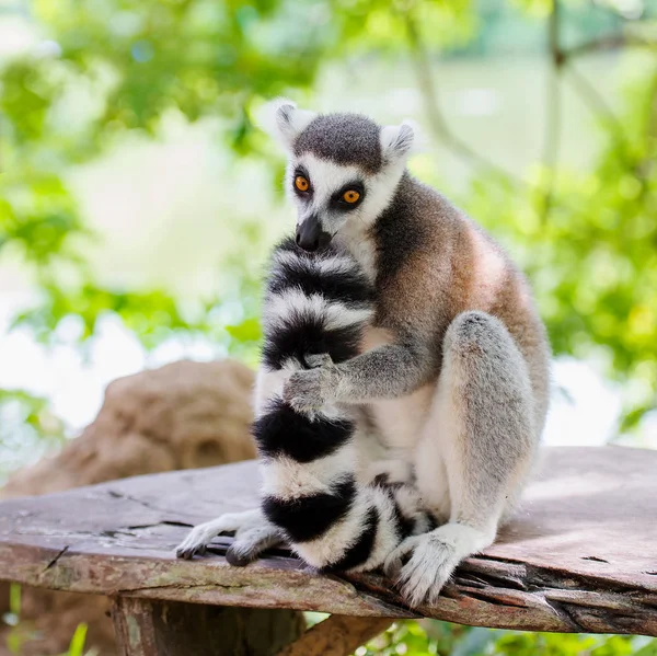 Lemur catta w zoo. — Zdjęcie stockowe