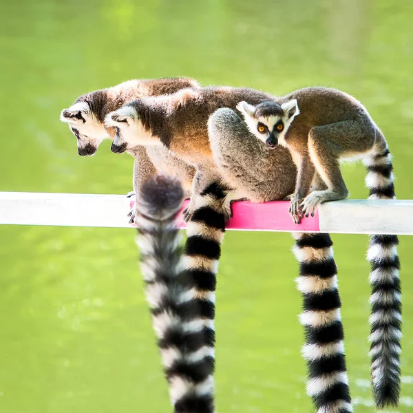 Lemur w zoo. — Zdjęcie stockowe
