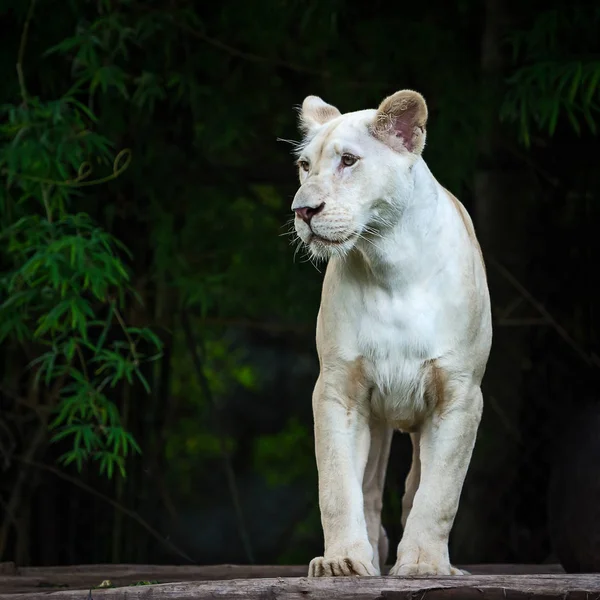León bebé blanco en el zoológico . — Foto de Stock