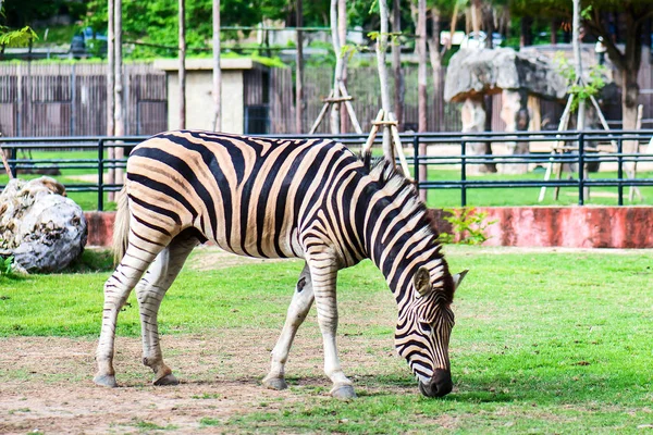 Cebra en el zoológico. — Foto de Stock