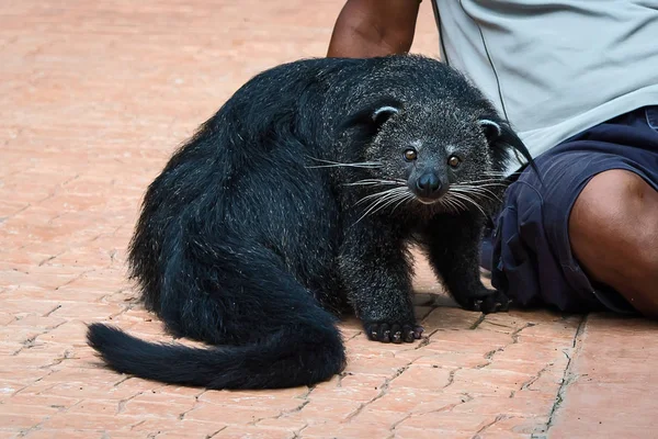 Beermarter in de dierentuin. — Stockfoto