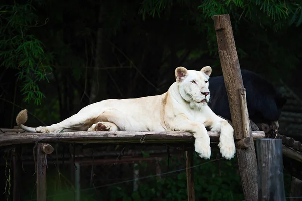 León blanco en el zoológico. — Foto de Stock
