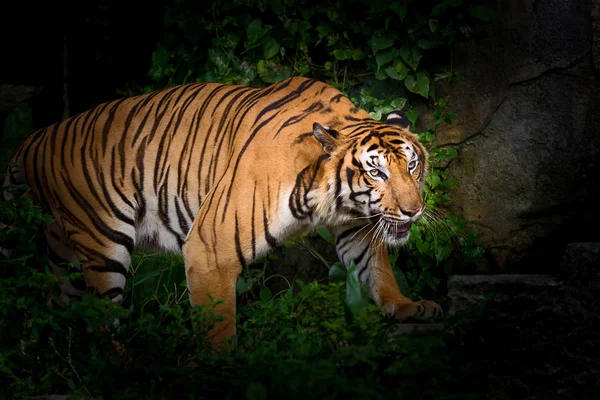 Tiger in the zoo. — Stock Photo, Image