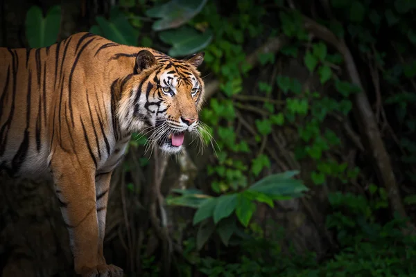 Τίγρης στο ζωολογικό κήπο. — Φωτογραφία Αρχείου