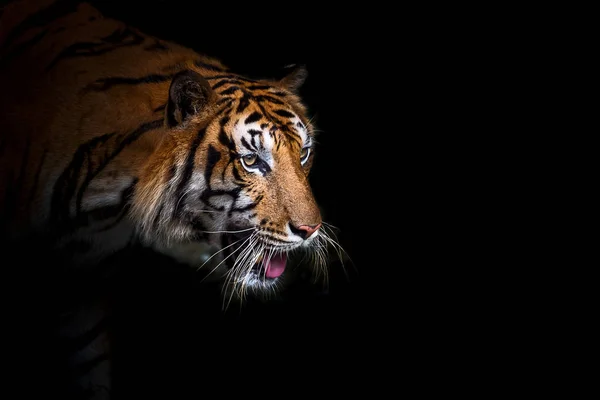 Tijger in de dierentuin. — Stockfoto