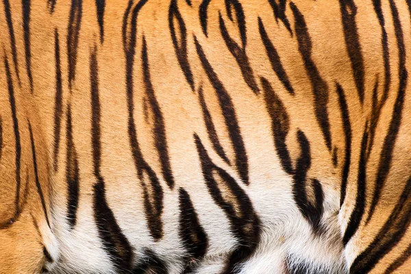 Tiger i djurparken. — Stockfoto