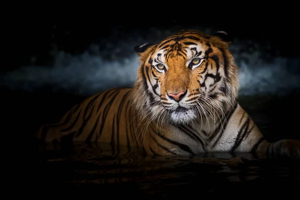 Tigre no zoológico. — Fotografia de Stock