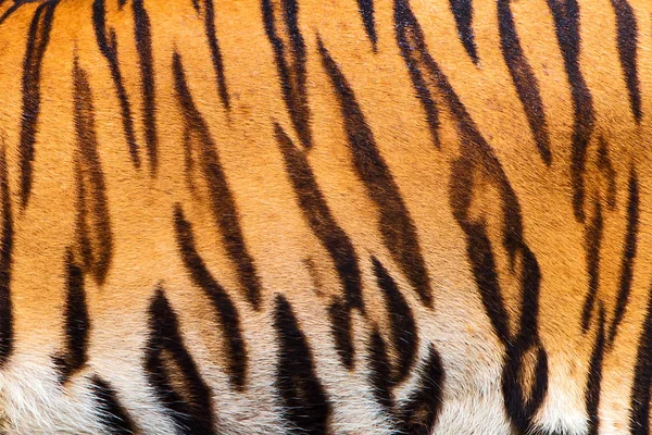 Tigre no zoológico. — Fotografia de Stock