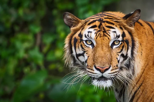 Tijger in de dierentuin. — Stockfoto