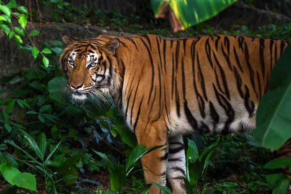 Tigre en el zoológico. — Foto de Stock