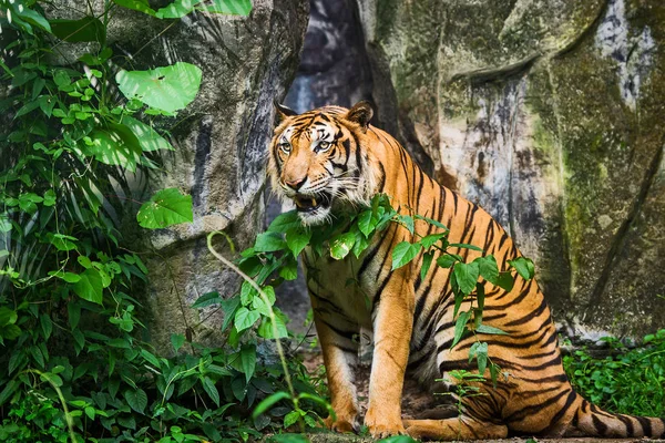 Tigre no zoológico. — Fotografia de Stock