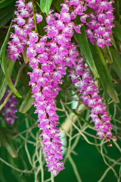 蘭の自然の植物相. — ストック写真