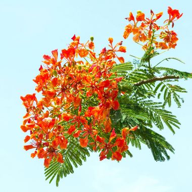Royal Poinciana, çiçek.